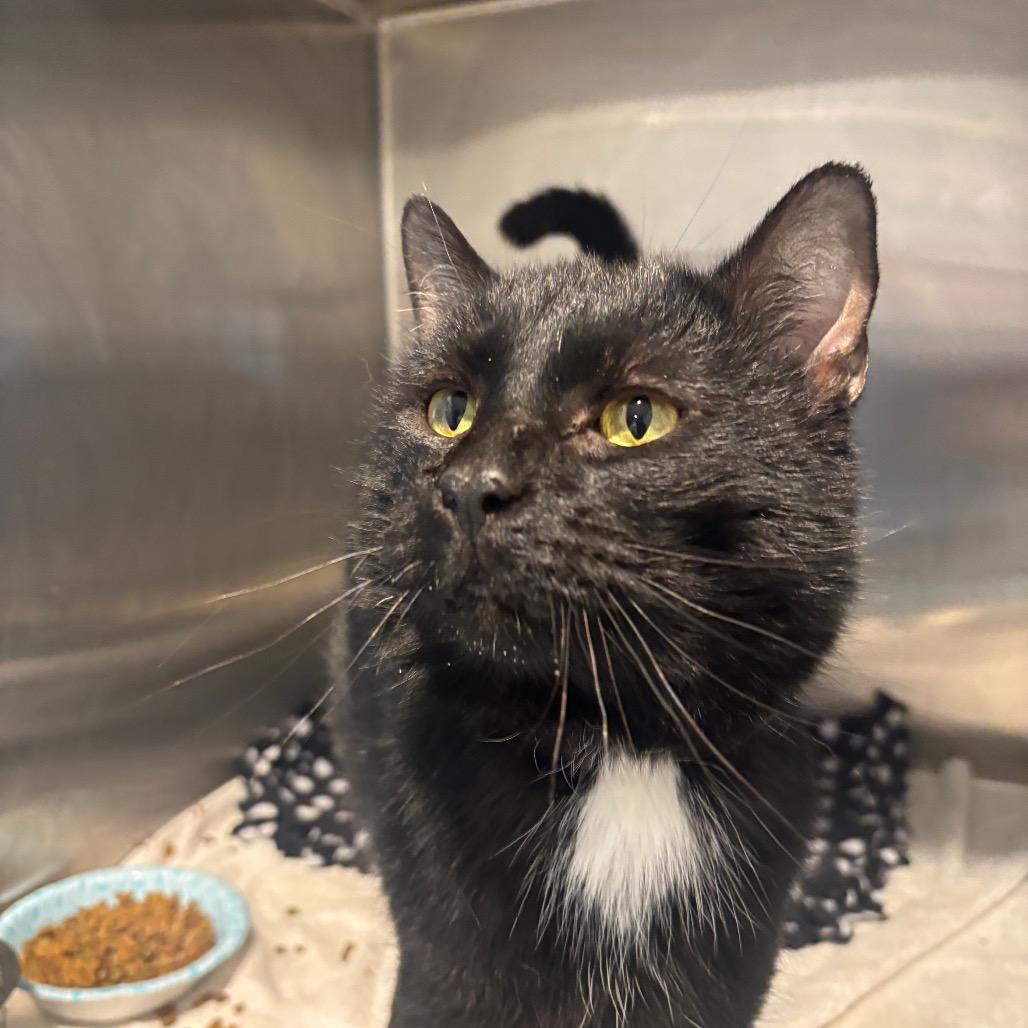 Enlarge Inky D., a Adoptable Domestic Short Hair in Hamburg, NY image 3/3