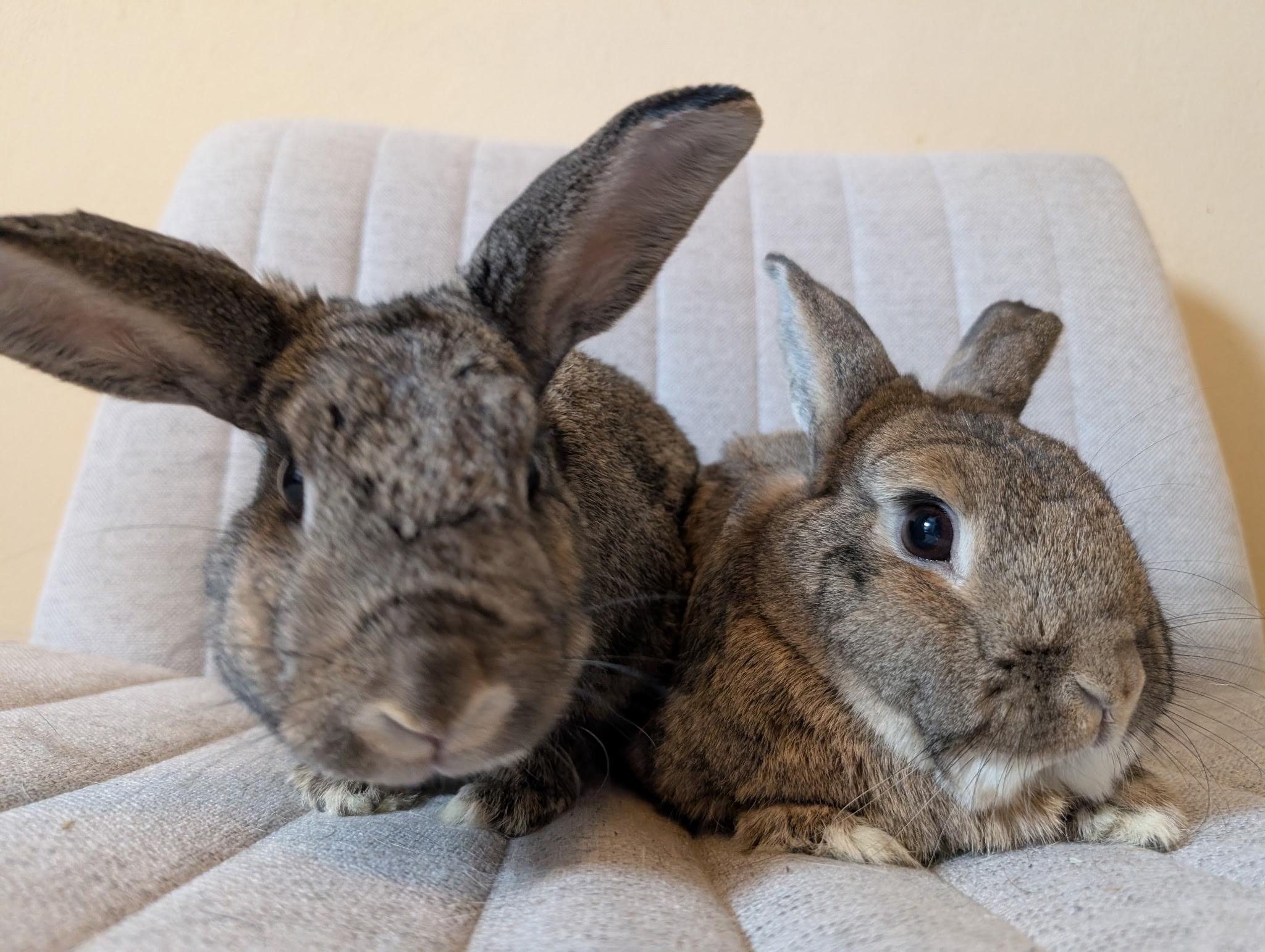 Enlarge Mr. Fuzzy Foot & Bouncer (Bonded Pair), a Adoptable mixed breed in Deerfield, WI image 2/2