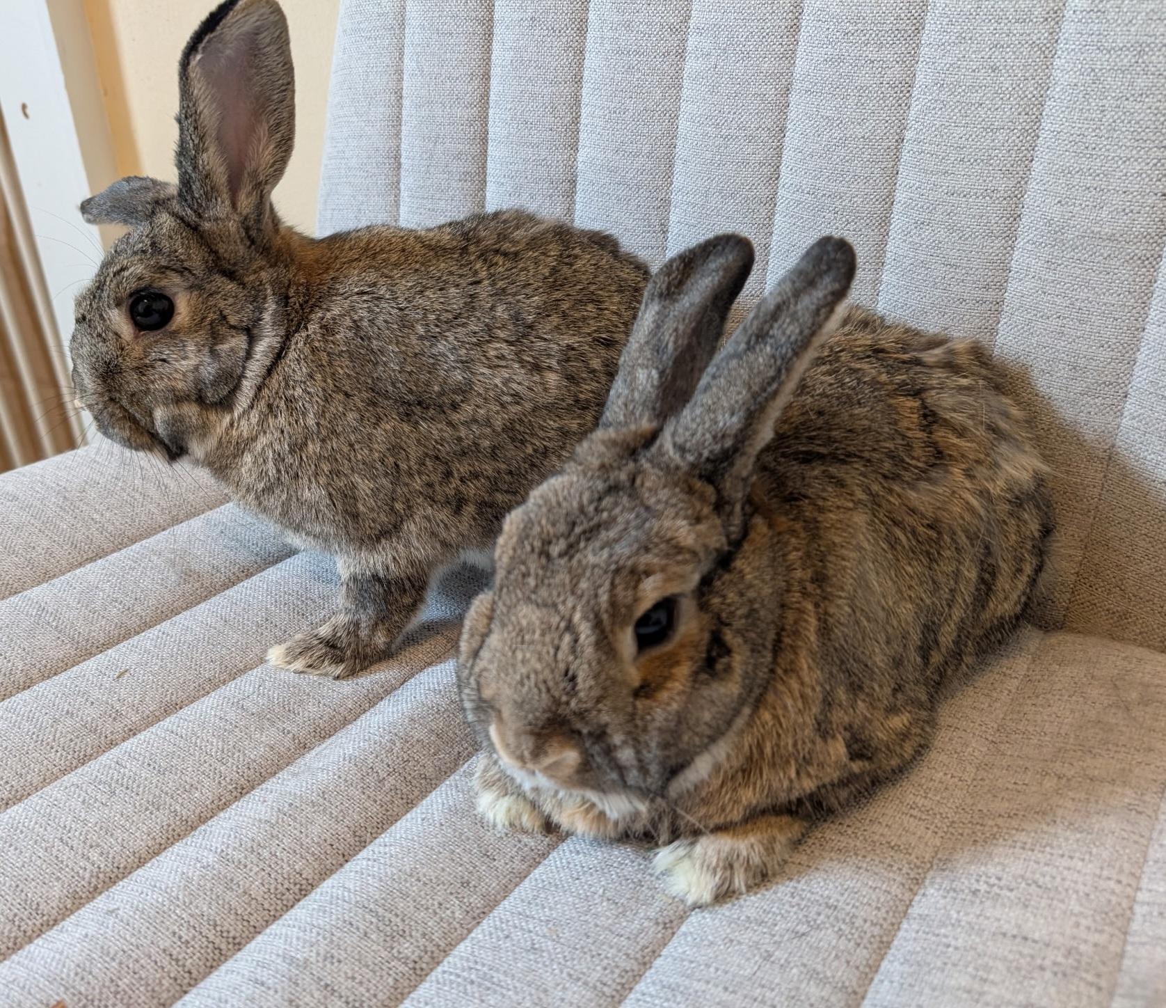 Enlarge Mr. Fuzzy Foot & Bouncer (Bonded Pair), a Adoptable mixed breed in Deerfield, WI image 1/2