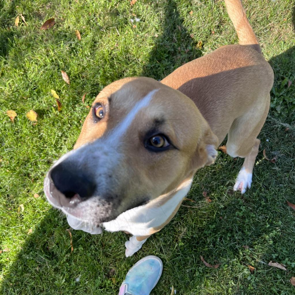 Snacks, Adoptable, Adult Male Mixed Breed.