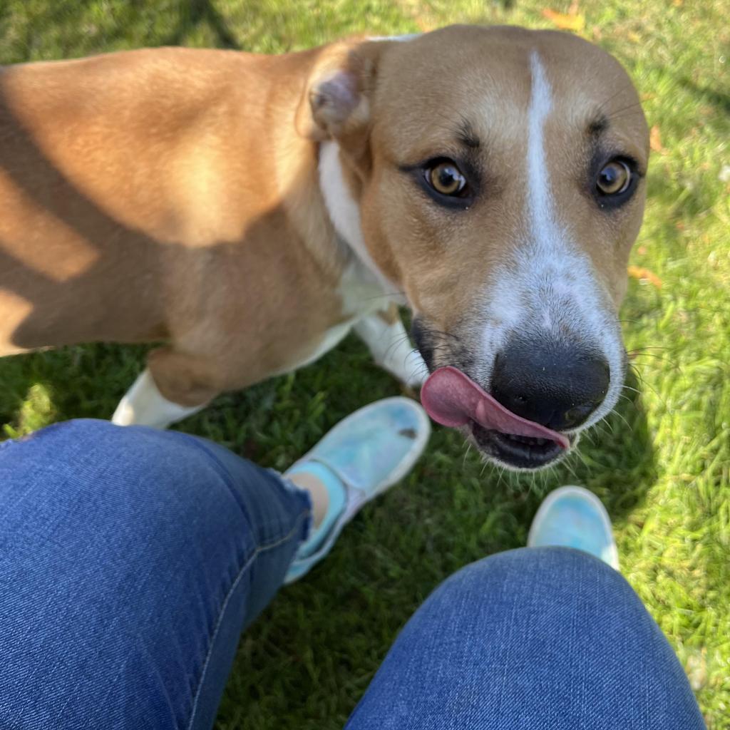 Snacks, Adoptable, Adult Male Mixed Breed.