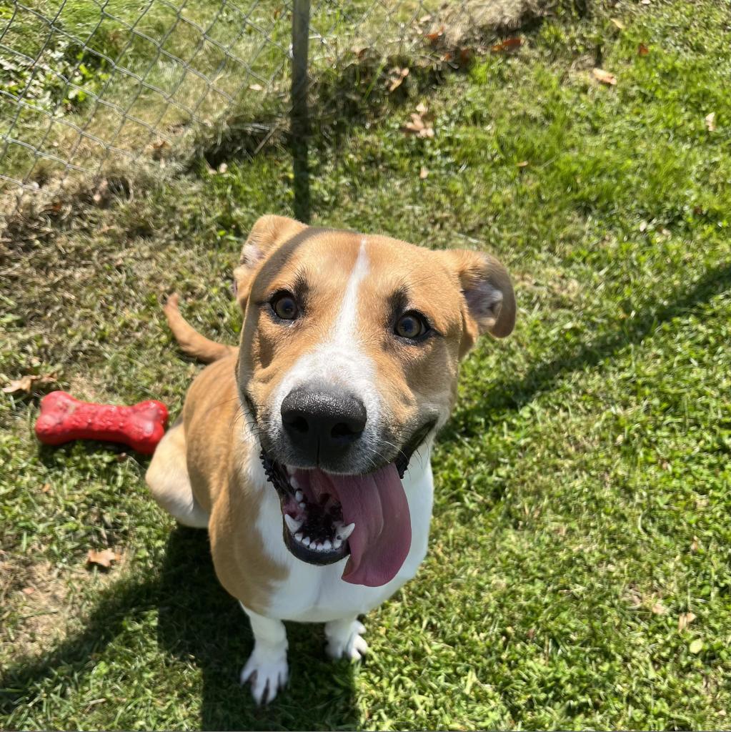 Snacks, a Adoptable Mixed Breed in Beckley, WV image 2/6