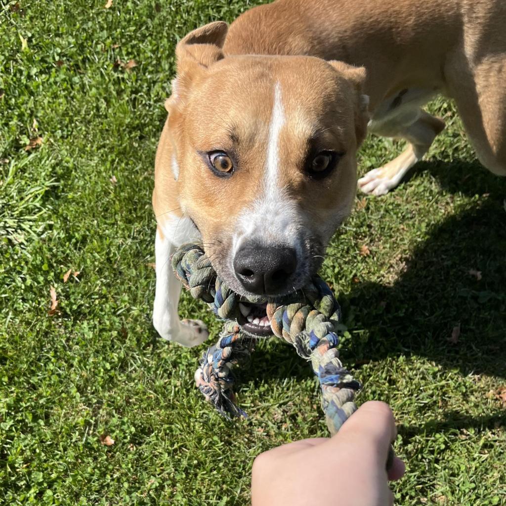 Enlarge Snacks, a Adoptable Mixed Breed in Beckley, WV image 4/6