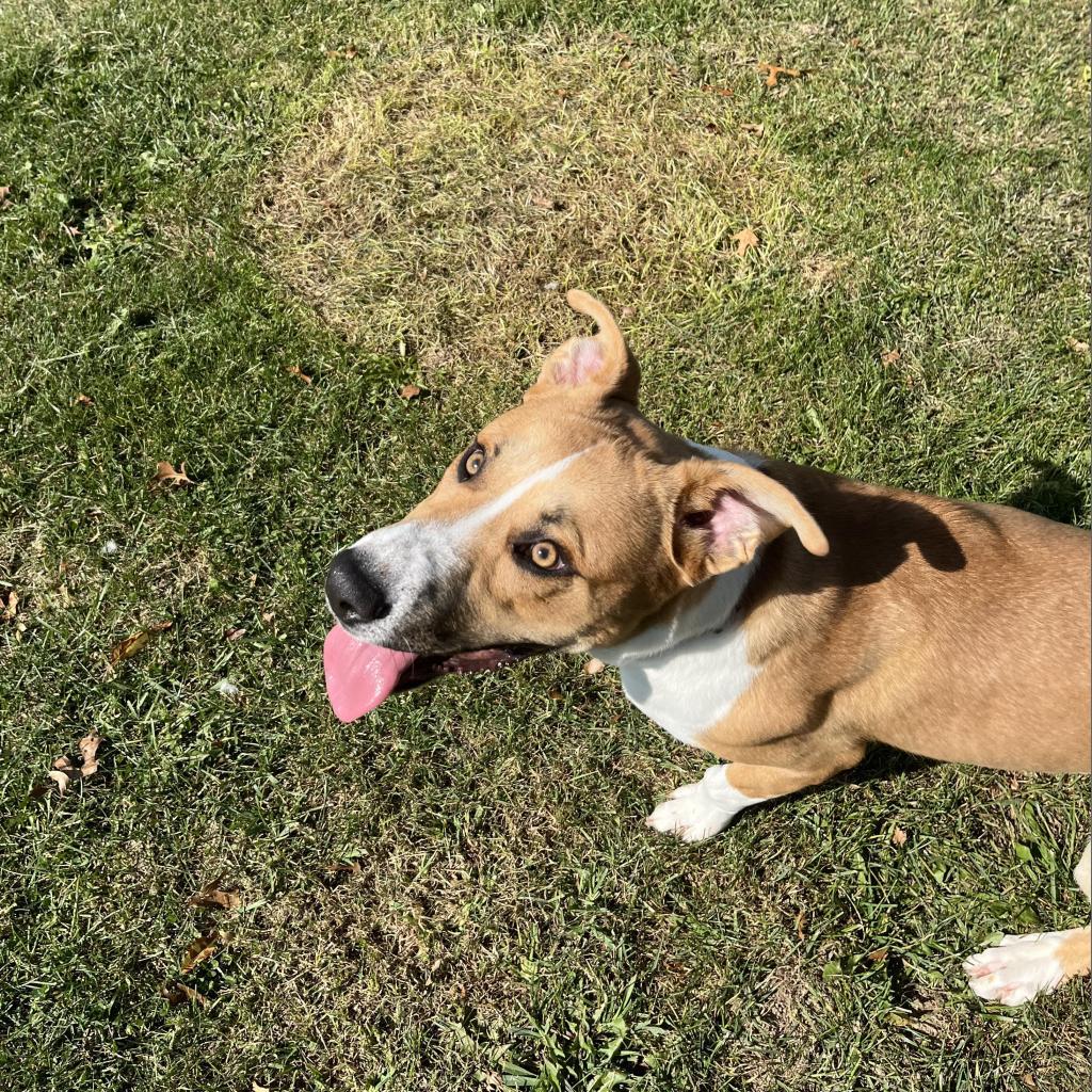 Enlarge Snacks, a Adoptable Mixed Breed in Beckley, WV image 5/6
