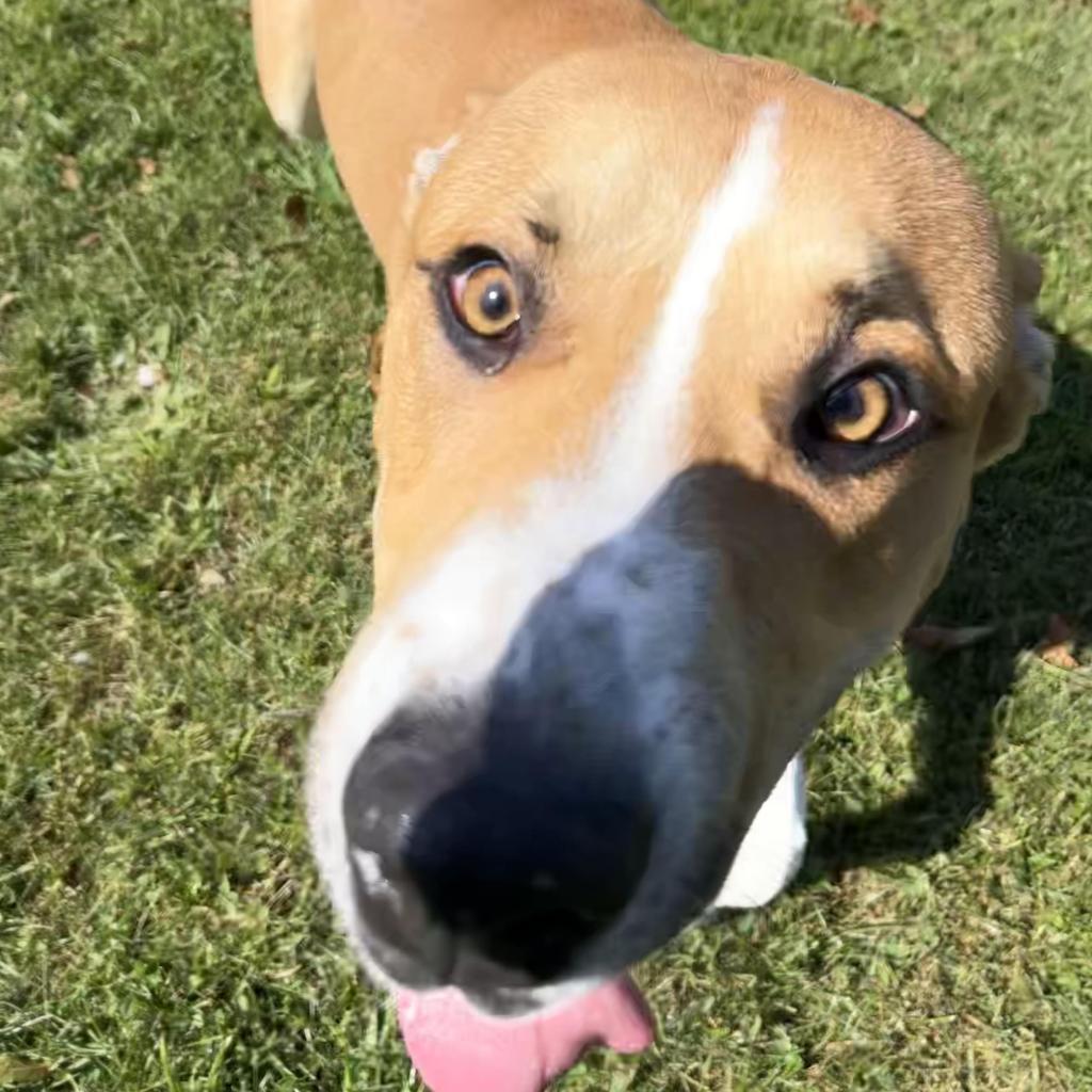 Snacks, a Adoptable Mixed Breed in Beckley, WV image 3/6