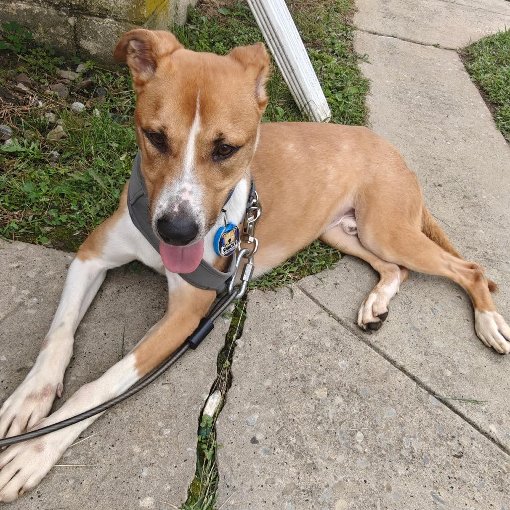 Enlarge Snacks, a Adoptable Mixed Breed in Beckley, WV image 6/6