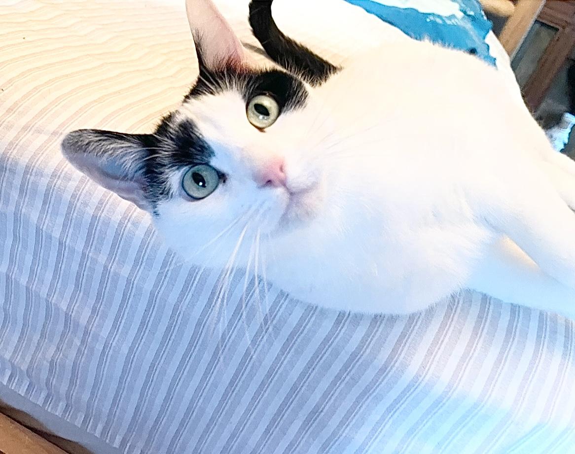 Kitty Hawk, a Adoptable Domestic Short Hair in Hampden, MA image 1/5