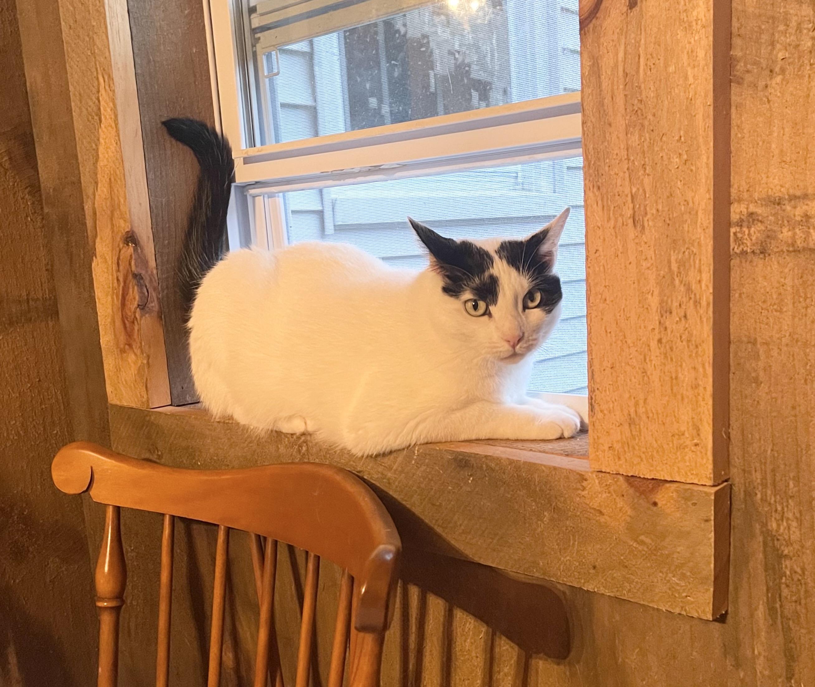 Kitty Hawk, a Adoptable Domestic Short Hair in Hampden, MA image 2/5