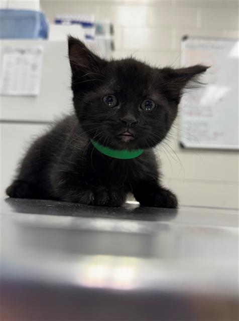 Enlarge TERRACOTTA, a Adoptable Domestic Short Hair in Peoria, IL image 1/1