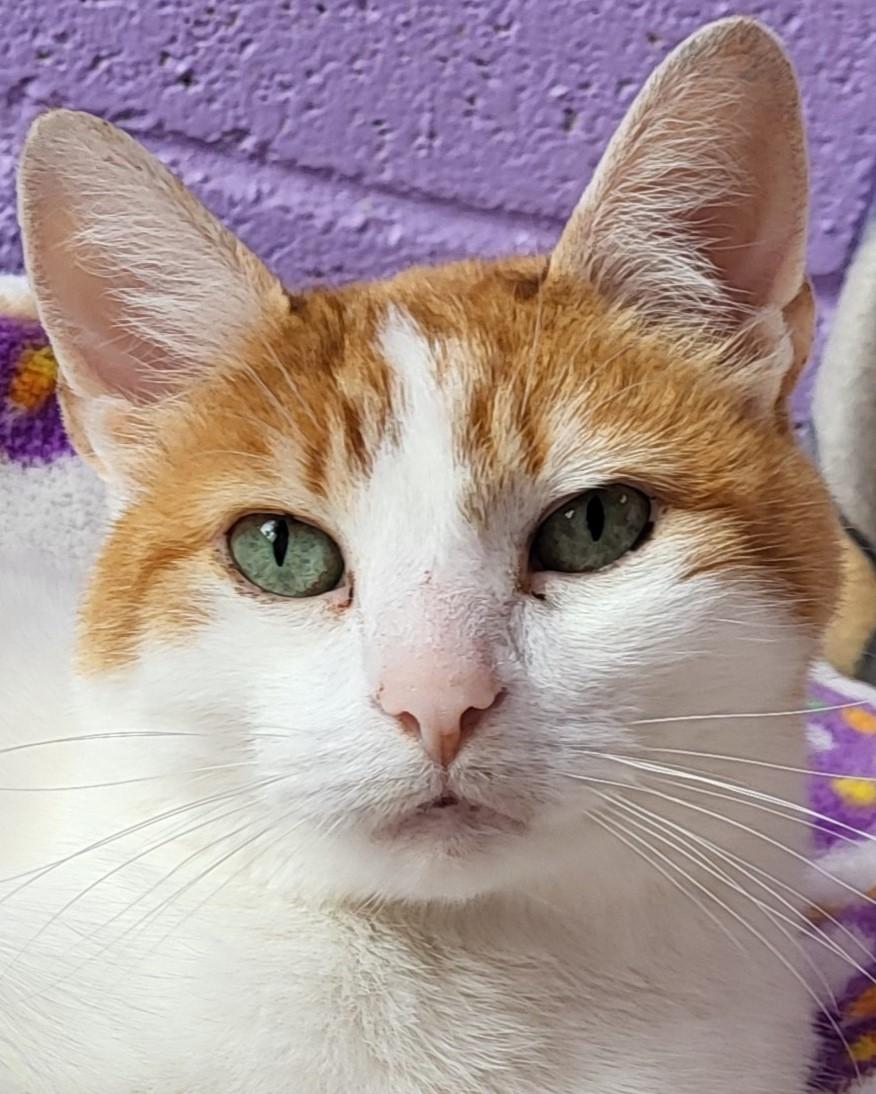 Clementine, a Adoptable Domestic Short Hair in Grayslake, IL image 1/4