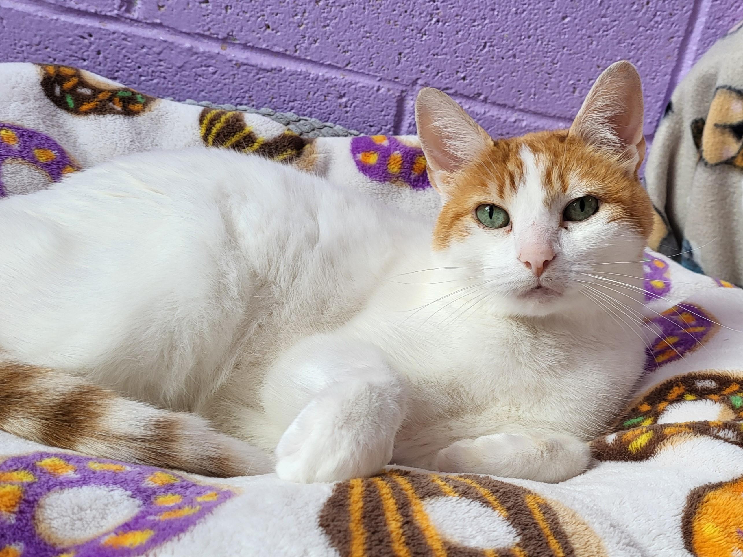 Clementine, a Adoptable Domestic Short Hair in Grayslake, IL image 4/4