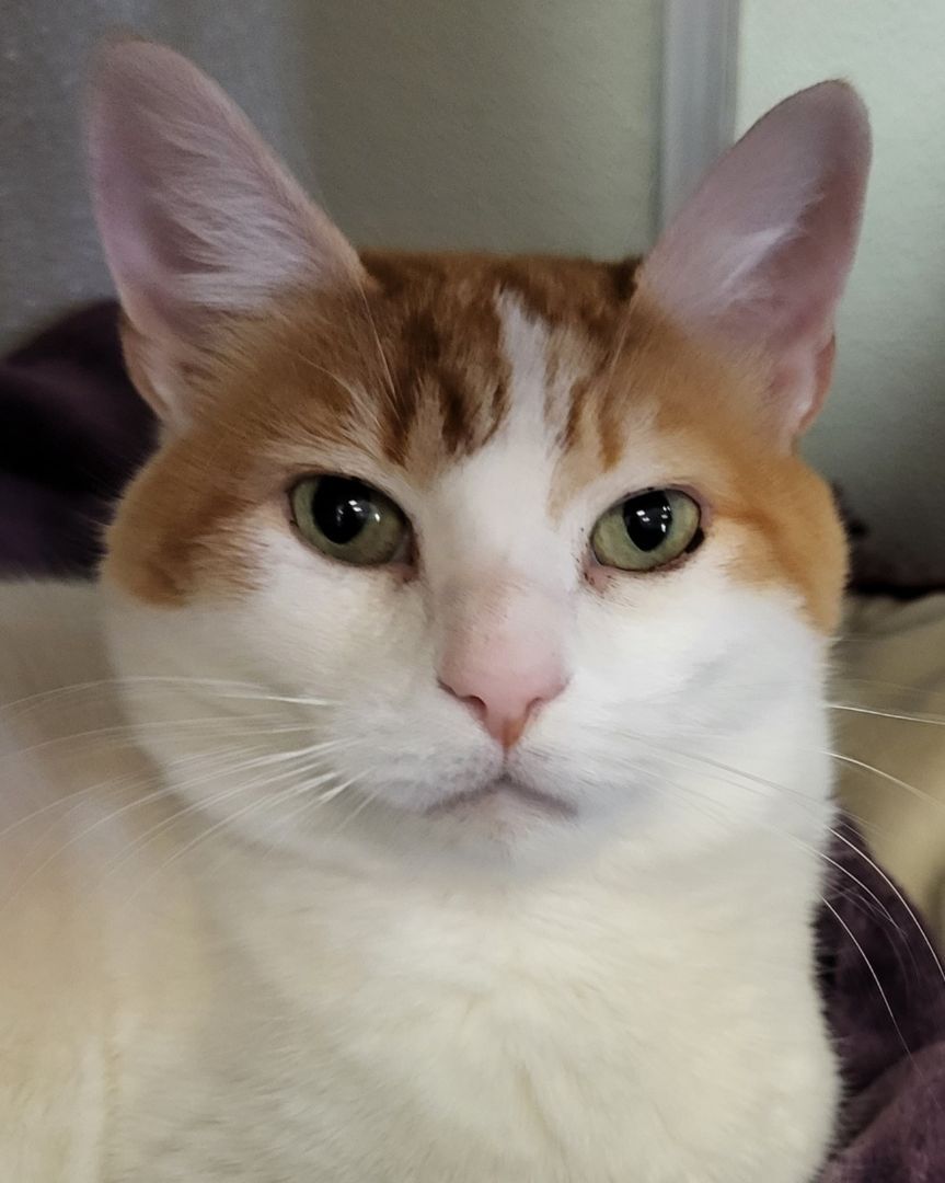 Clementine, a Adoptable Domestic Short Hair in Grayslake, IL image 3/4