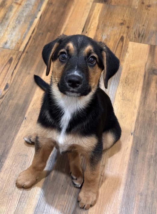 Enlarge Janet, a Adoptable mixed breed in Eutawville, SC image 1/3