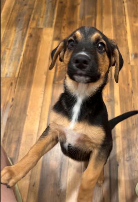 Enlarge Janet, a Adoptable mixed breed in Eutawville, SC image 2/3