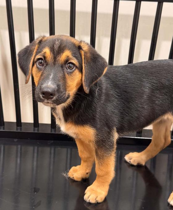 Enlarge Janet, a Adoptable mixed breed in Eutawville, SC image 3/3