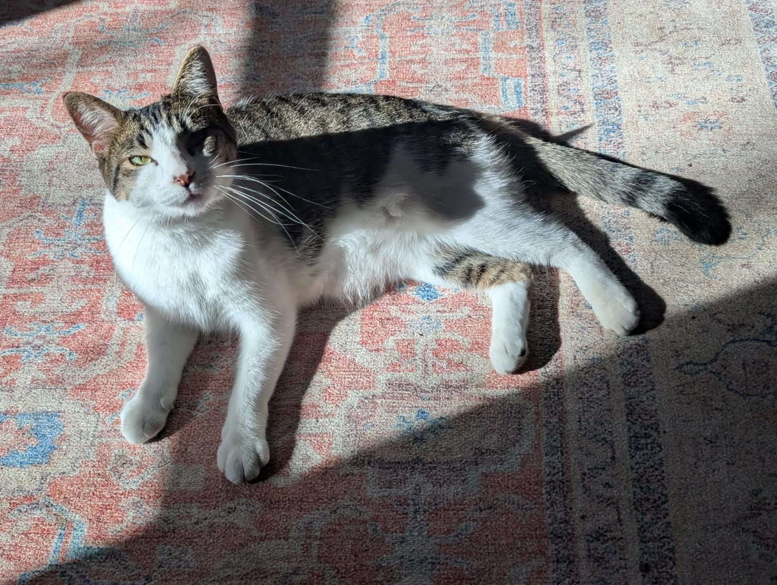 Enlarge Shawna, a ADOPTABLE Domestic Short Hair in Cottonwood, MN image 2/5