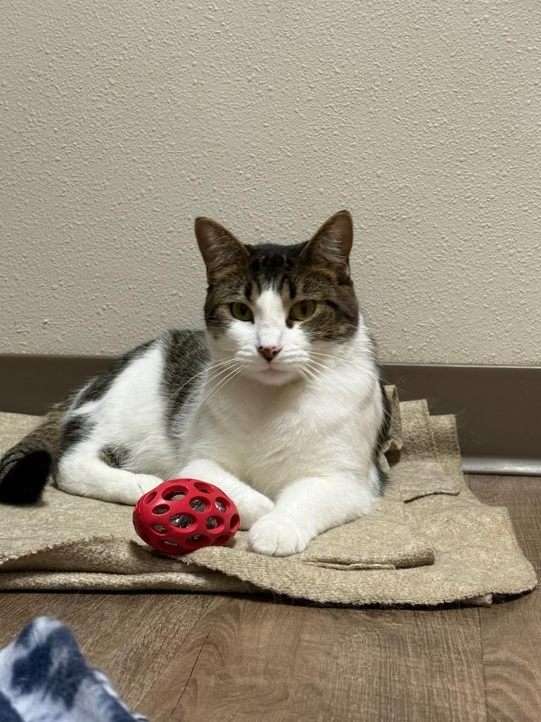 Enlarge Shawna, a ADOPTABLE Domestic Short Hair in Cottonwood, MN image 5/5