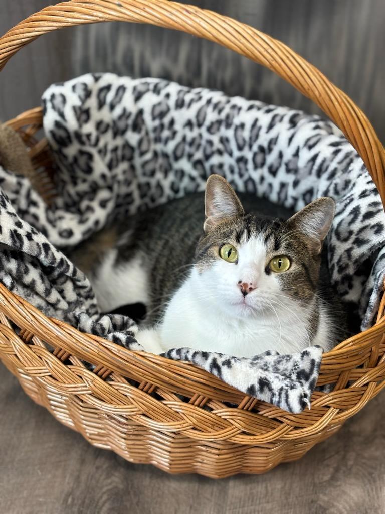 Shawna, ADOPTABLE, Young Female Domestic Short Hair.
