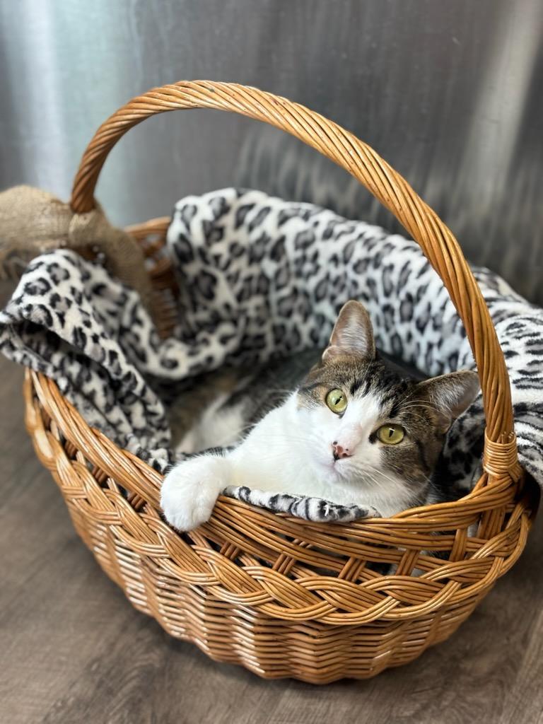 Enlarge Shawna, a ADOPTABLE Domestic Short Hair in Cottonwood, MN image 3/5