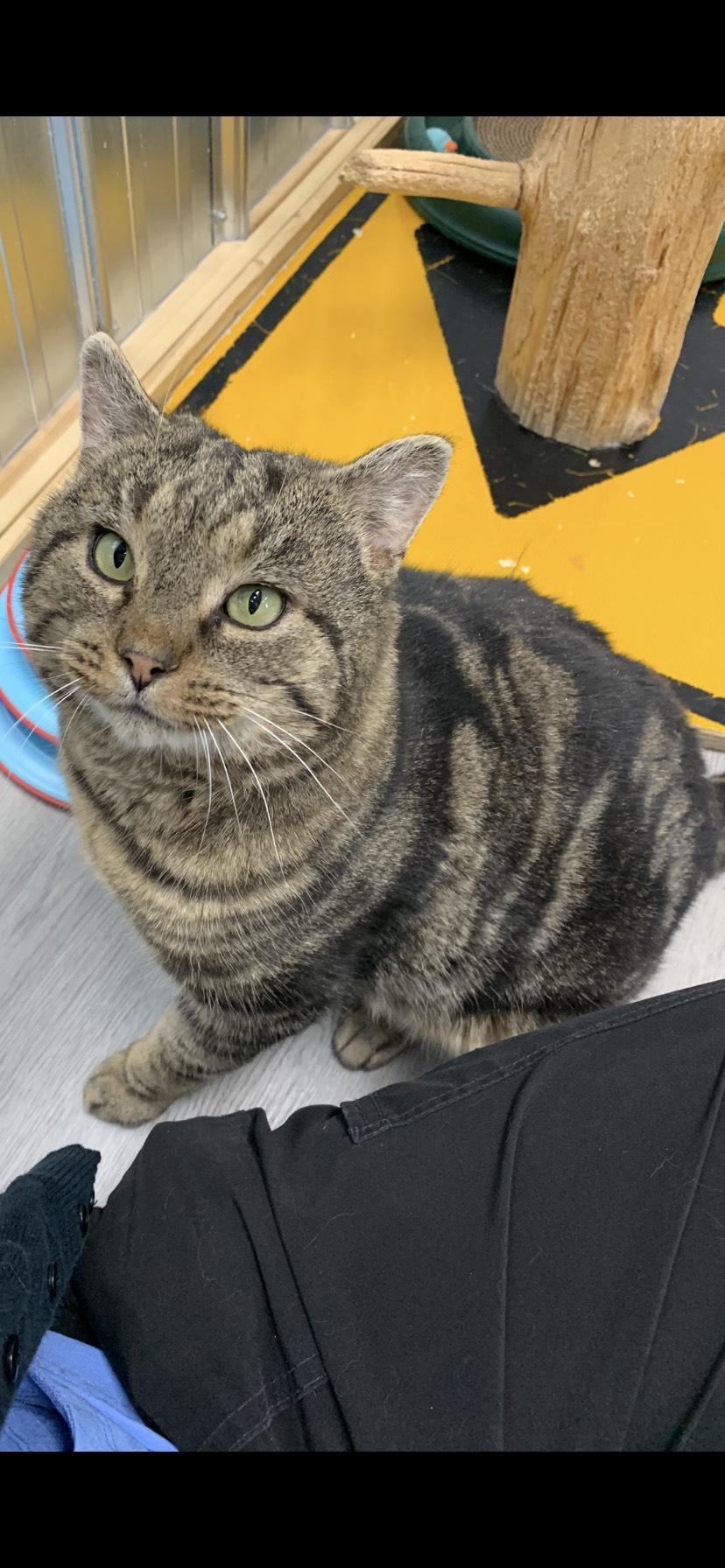 Enlarge Arthur, a ADOPTABLE Domestic Short Hair in Arthurette, NB image 1/1