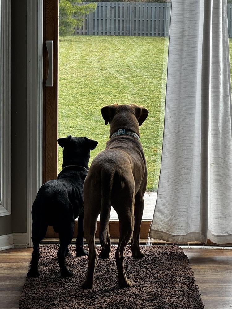 Marshall, Adoptable, Adult Male Labrador Retriever & Mixed Breed.