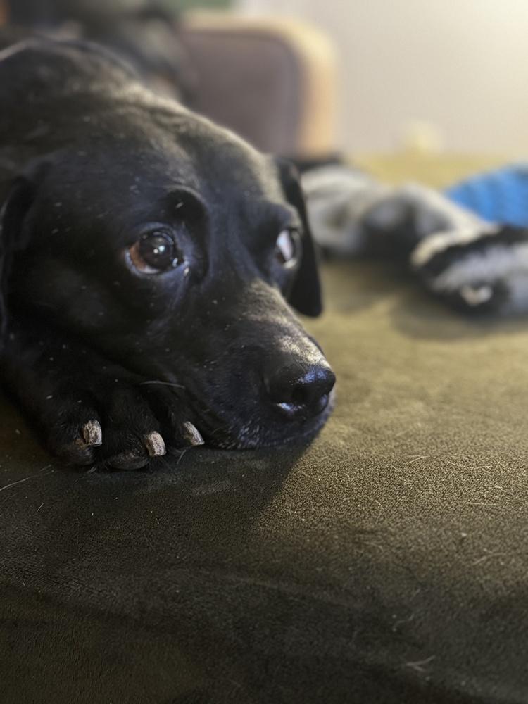 Enlarge Marshall, a Adoptable mixed breed in Akron, OH image 2/6