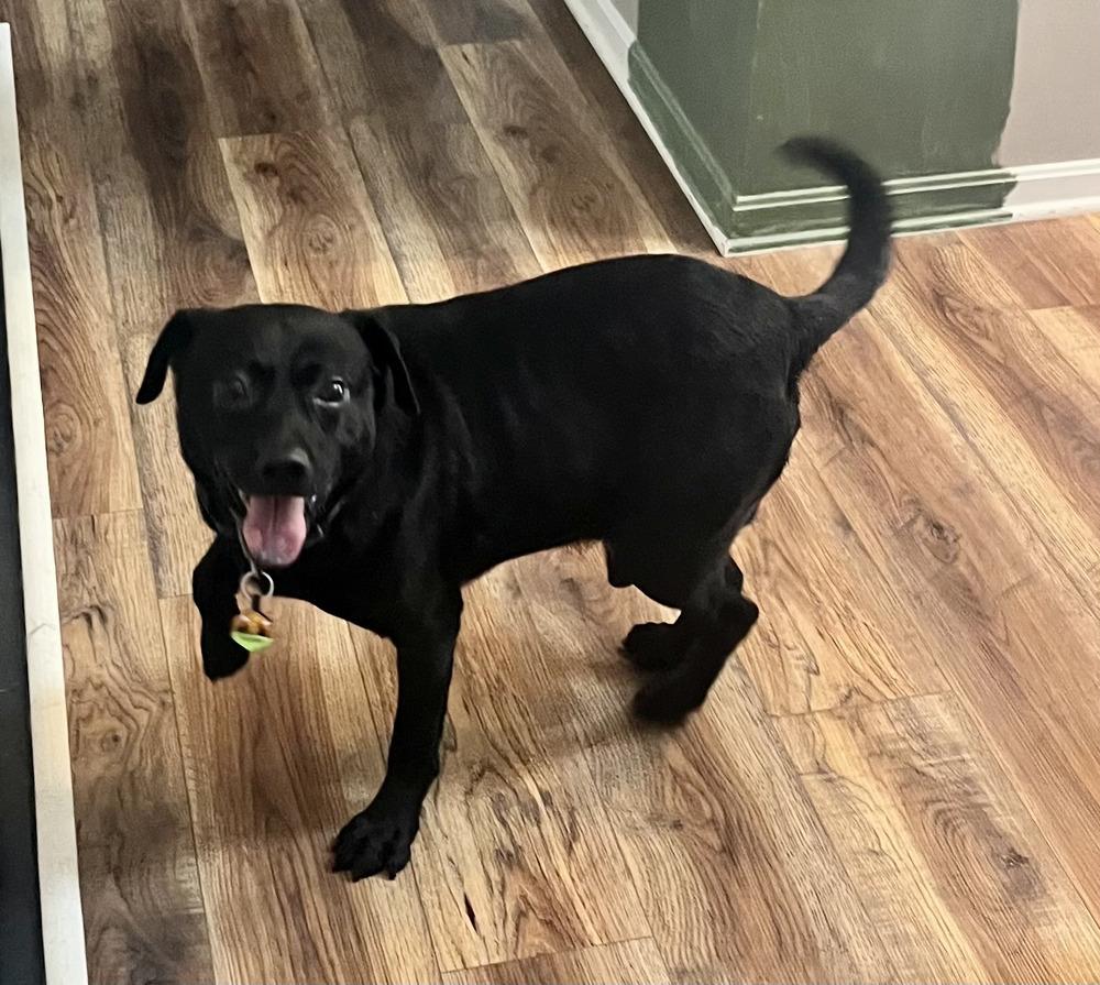 Marshall, Adoptable, Adult Male Labrador Retriever & Mixed Breed.