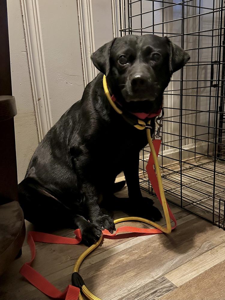 Enlarge Marshall, a Adoptable mixed breed in Akron, OH image 2/4