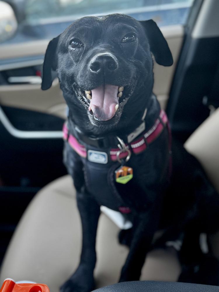 Enlarge Marshall, a Adoptable mixed breed in Akron, OH image 3/4