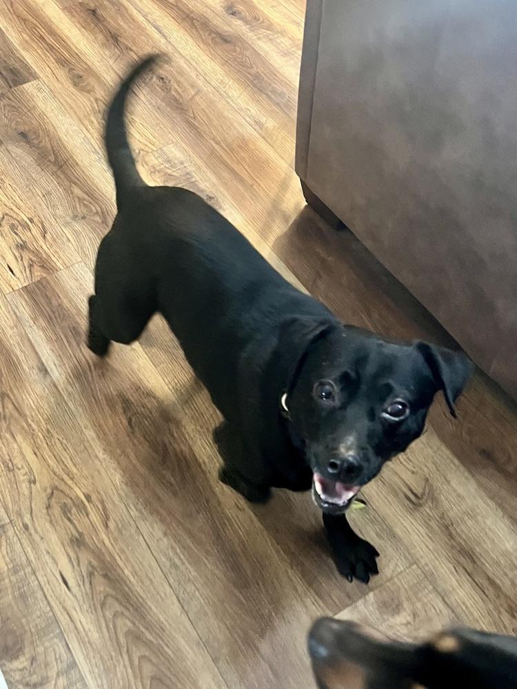 Enlarge Marshall, a Adoptable mixed breed in Akron, OH image 4/4