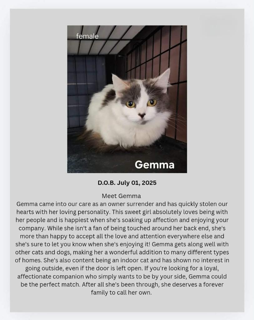 Gemma, Adoptable, Kitten Female Domestic Medium Hair.
