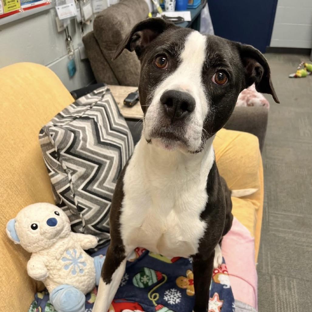 Kelis, a Adoptable mixed breed in Hanna City, IL image 1/3