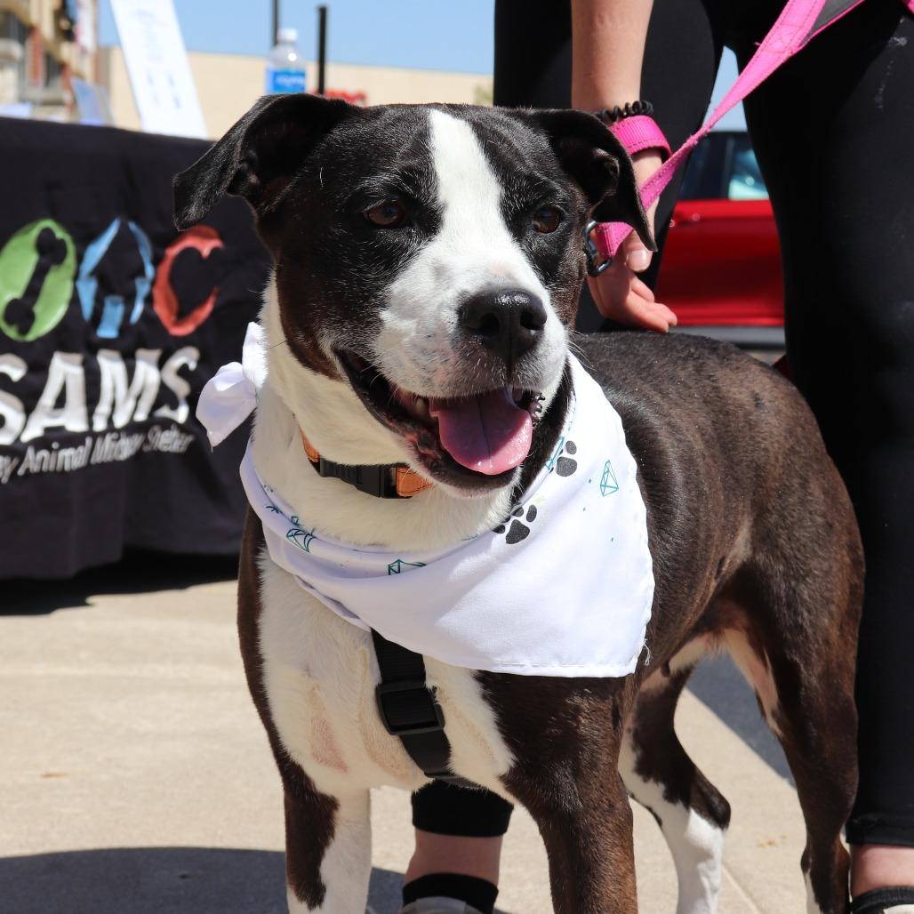 Kelis, a Adoptable mixed breed in Hanna City, IL image 2/3