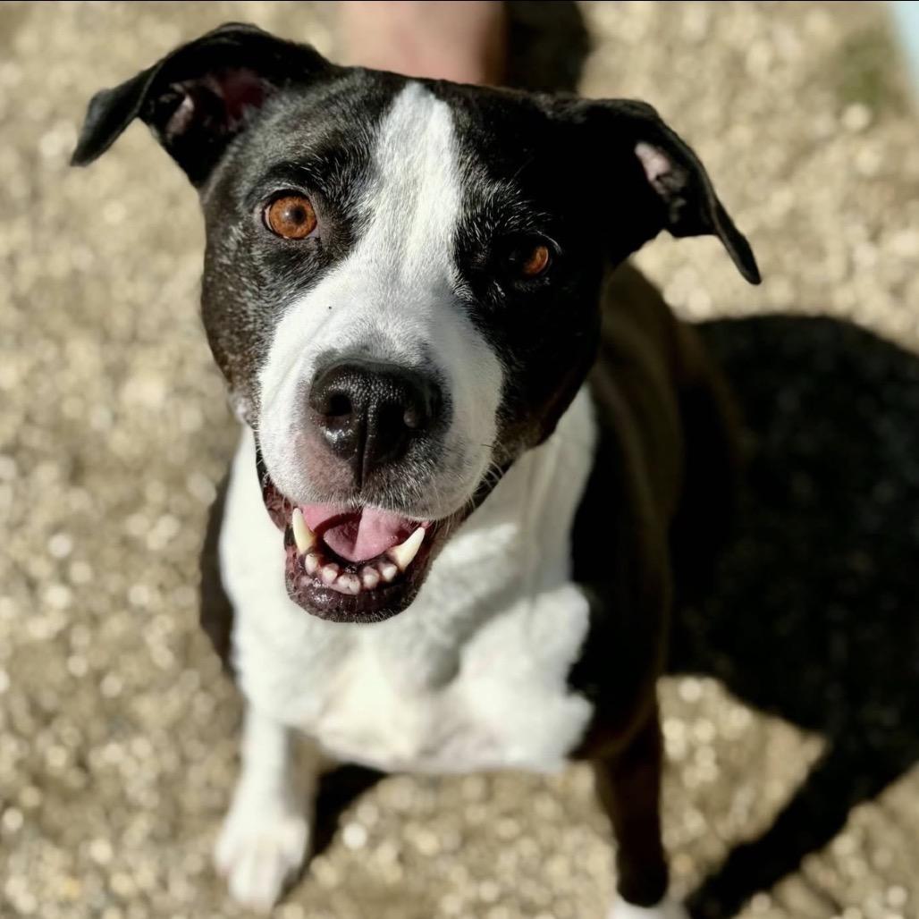 Kelis, a Adoptable mixed breed in Hanna City, IL image 3/3