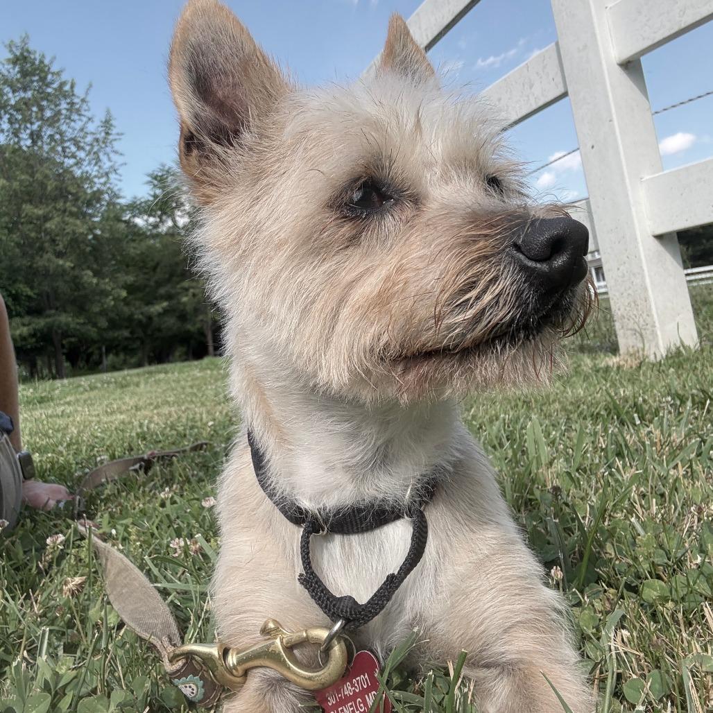 Bubbles, Adoptable, Adult Female Cairn Terrier & West Highland White Terrier / Westie.