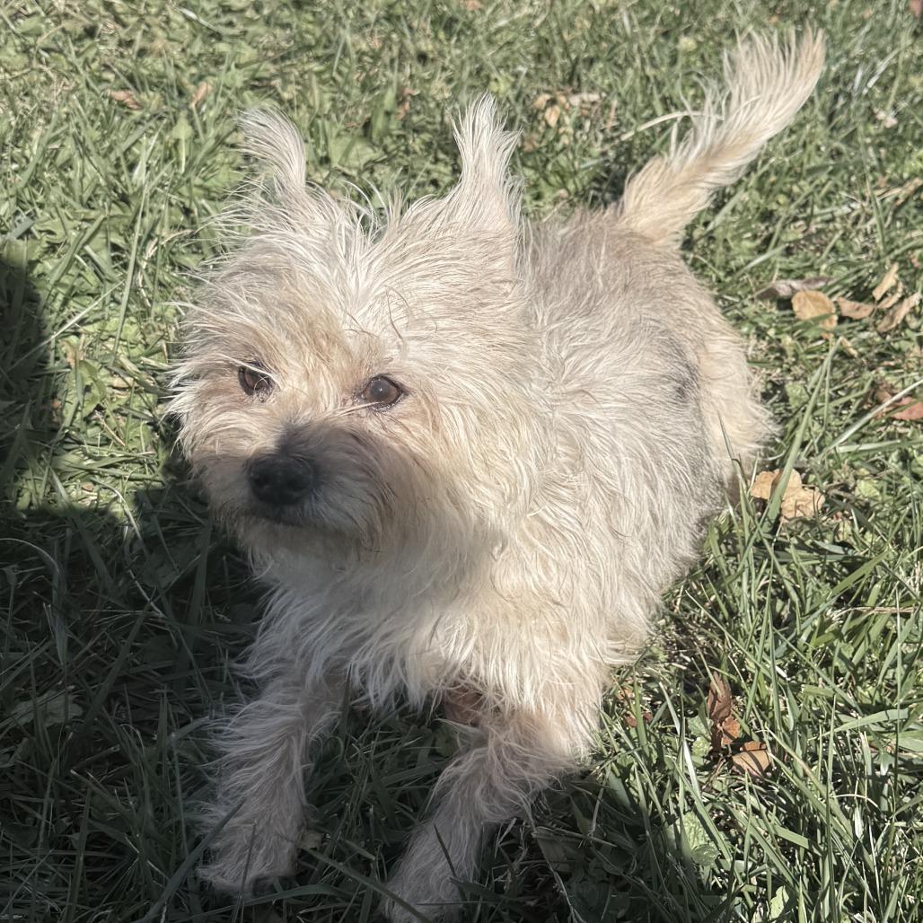 Enlarge Bubbles, a Adoptable mixed breed in Glenelg, MD image 1/6