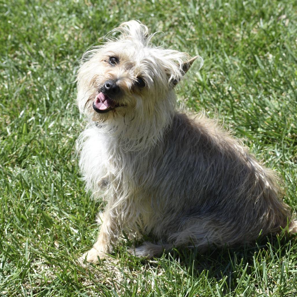 Enlarge Bubbles, a Adoptable mixed breed in Glenelg, MD image 3/6