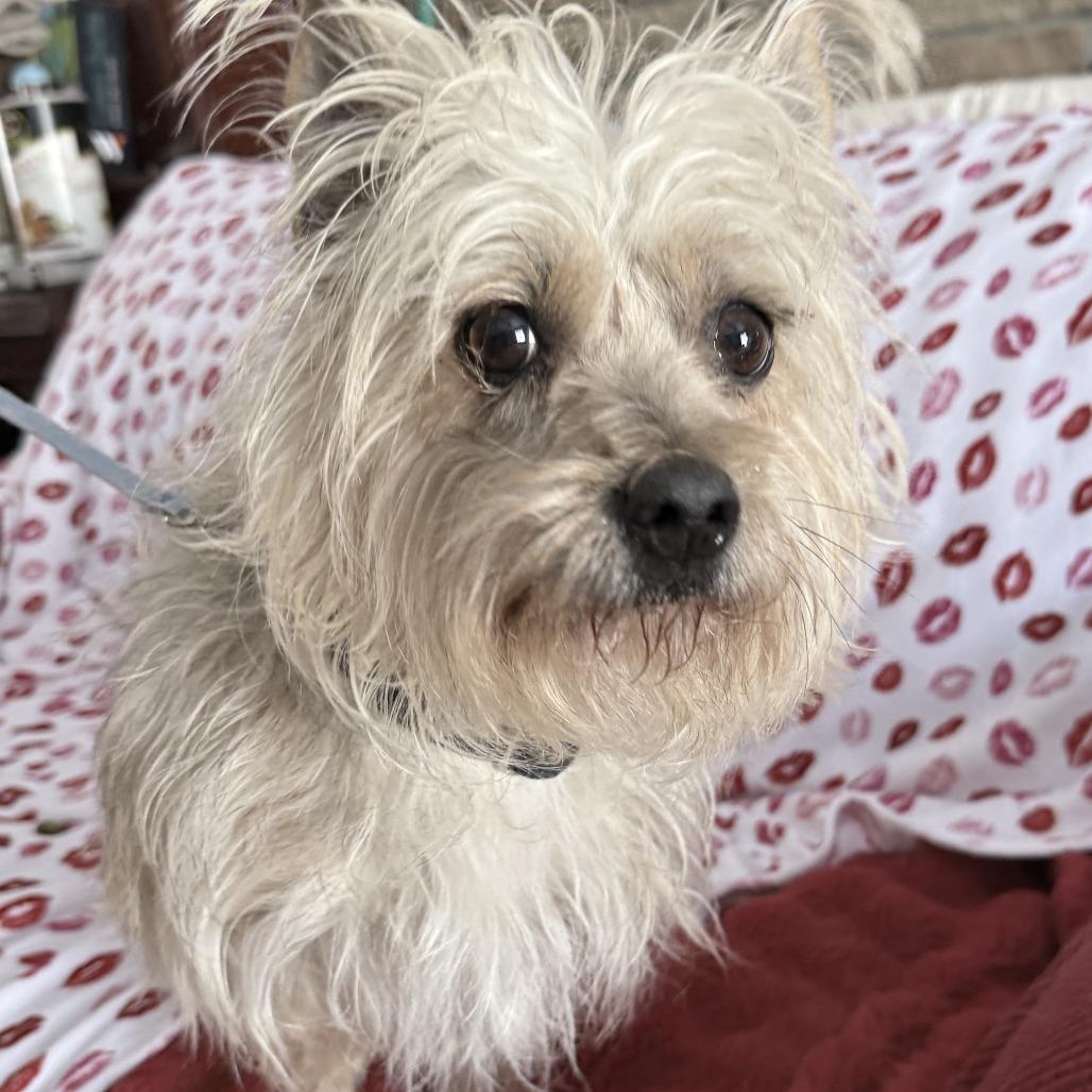 Enlarge Bubbles, a Adoptable mixed breed in Glenelg, MD image 4/6