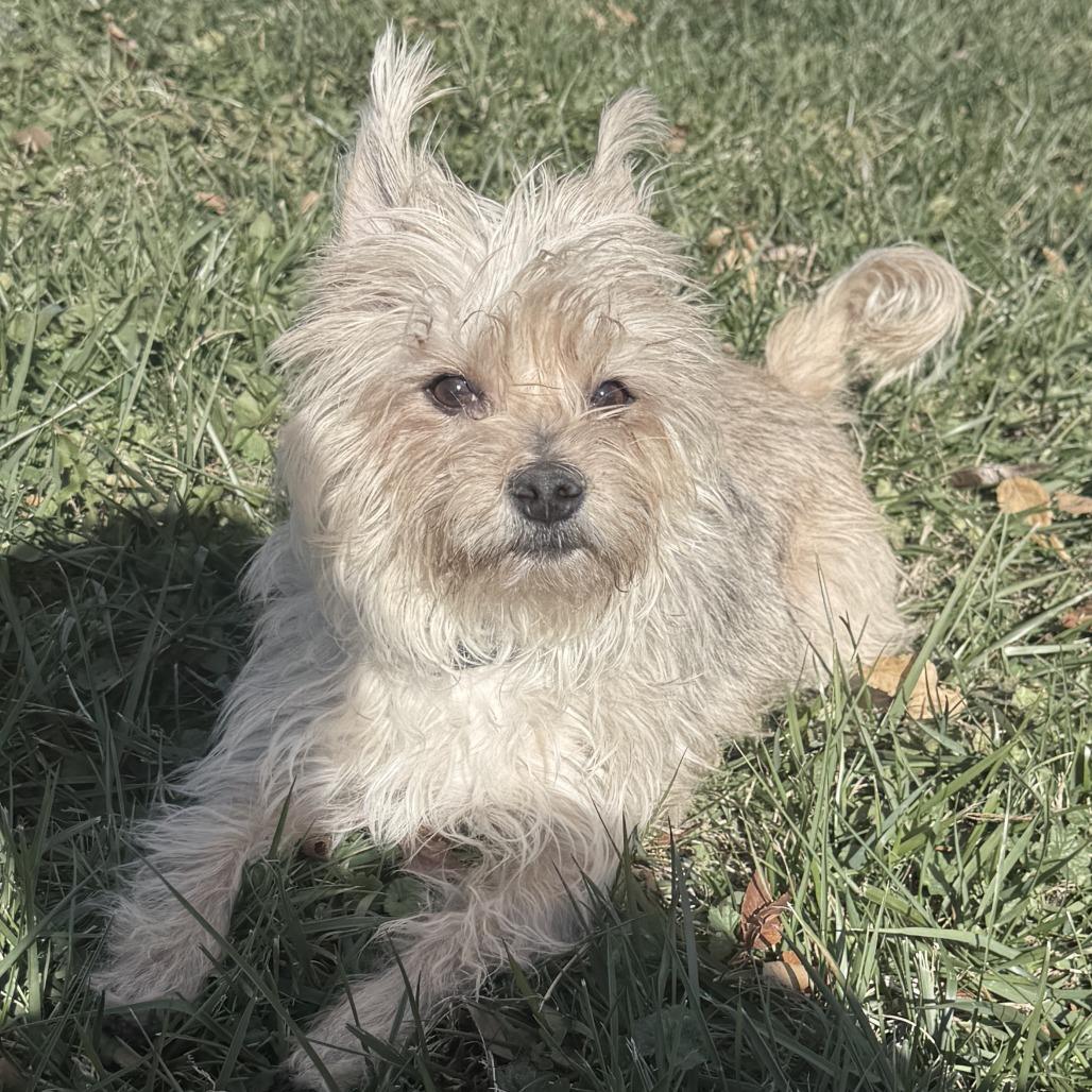 Enlarge Bubbles, a Adoptable mixed breed in Glenelg, MD image 4/6