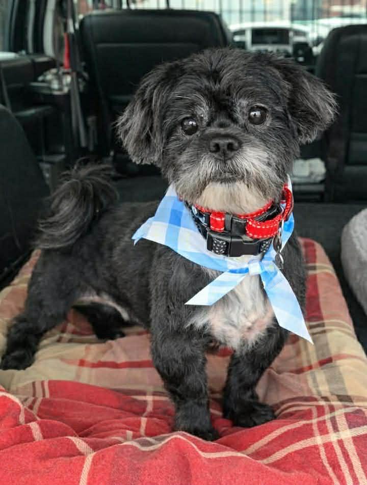 Enlarge Mr. Night, an adopted Shih Tzu in Blue Bell, PA image 3/5