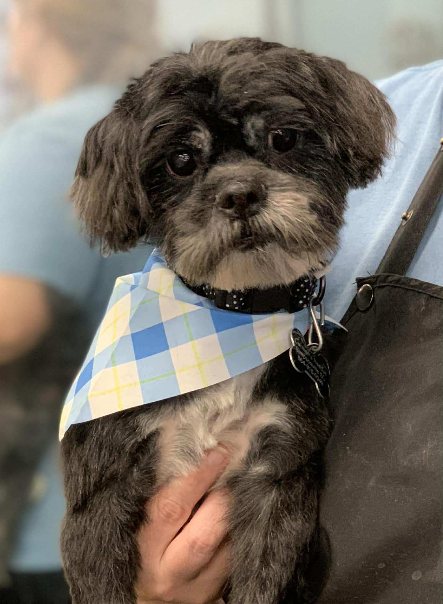 Enlarge Mr. Night, an adopted Shih Tzu in Blue Bell, PA image 4/5
