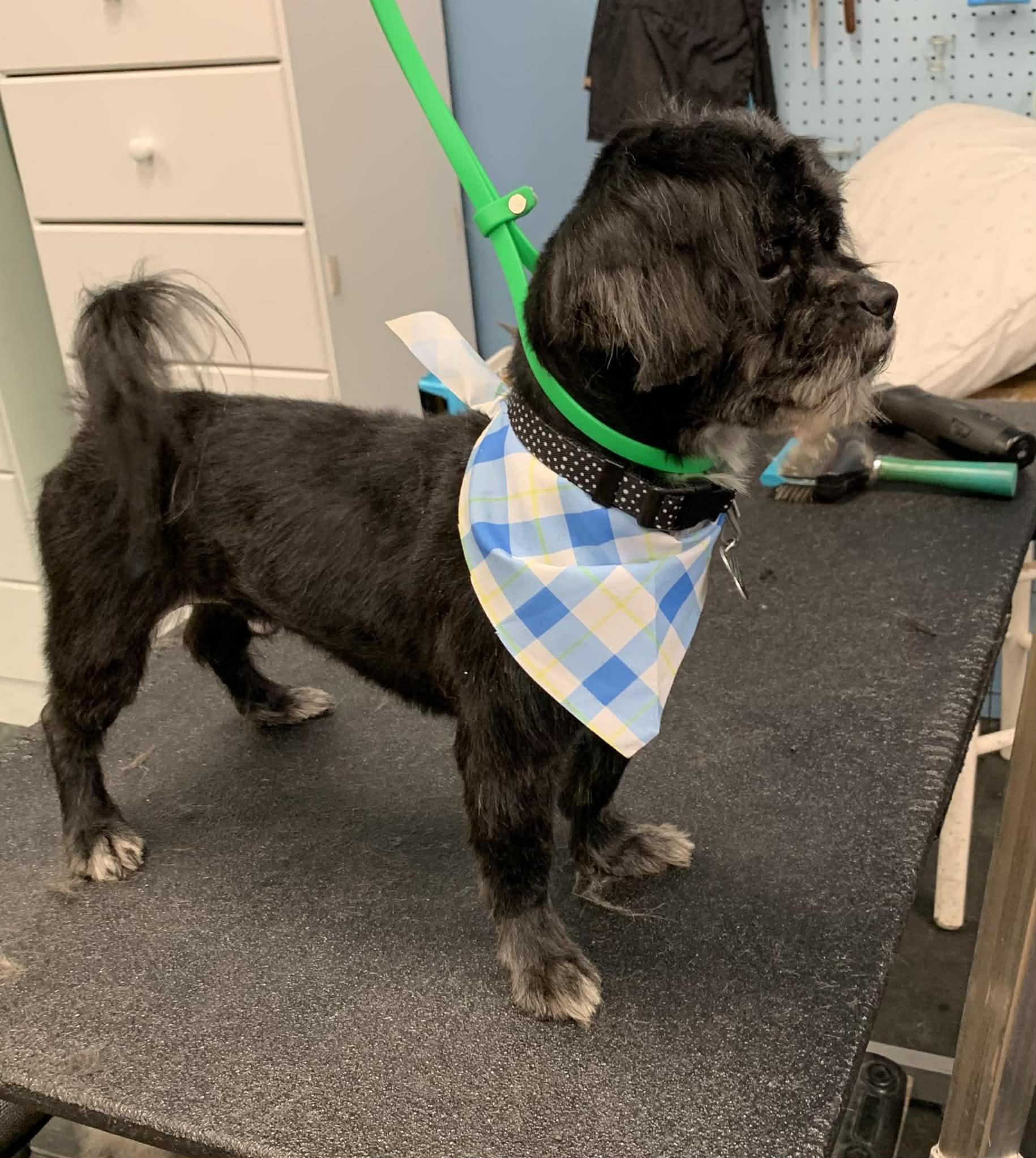 Enlarge Mr. Night, an adopted Shih Tzu in Blue Bell, PA image 2/5