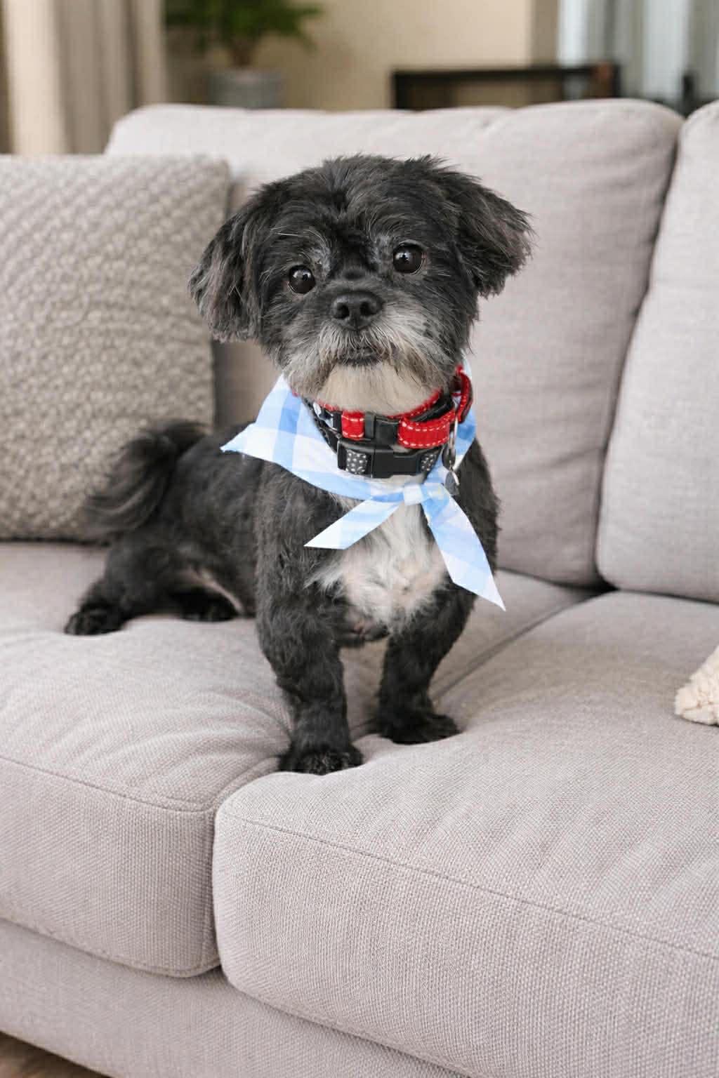 Enlarge Mr. Night, an adopted Shih Tzu in Blue Bell, PA image 5/5