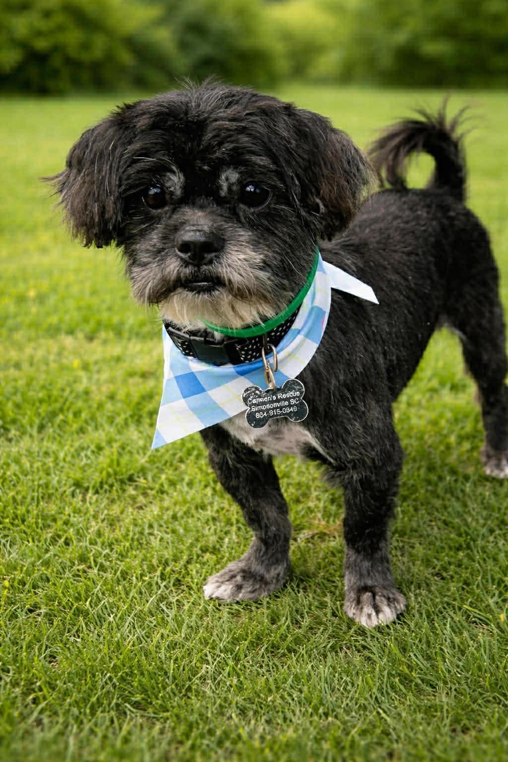 Enlarge Mr. Night, an adopted Shih Tzu in Blue Bell, PA image 1/5