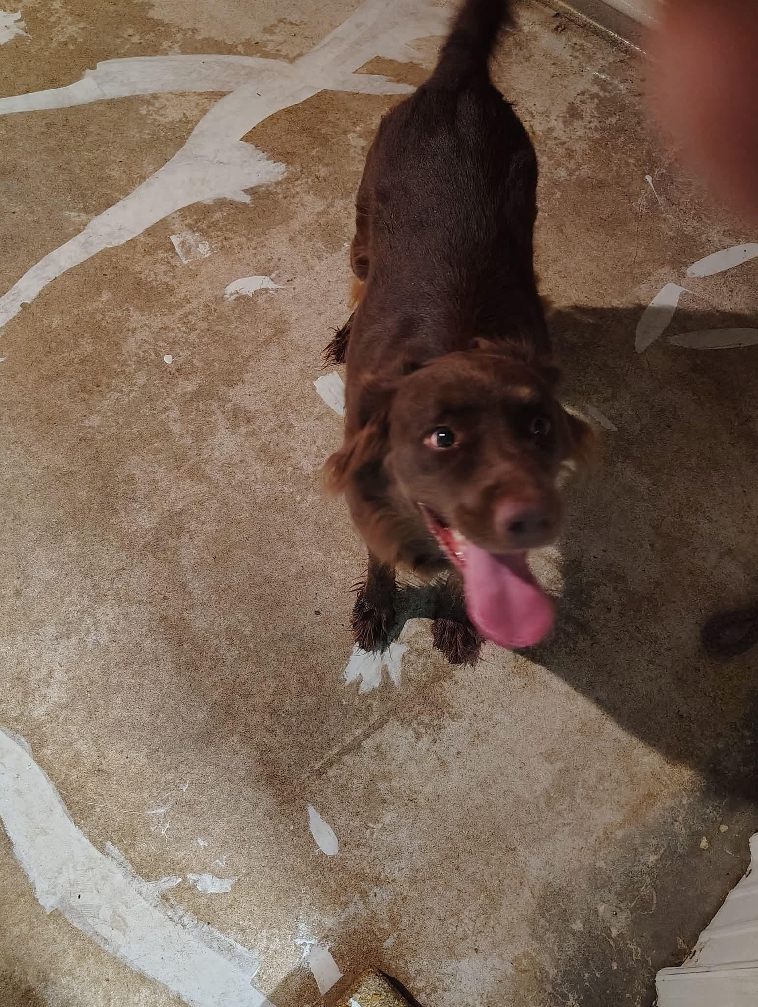 Enlarge Chloe, a Adoptable mixed breed in Mexico, MO image 2/2