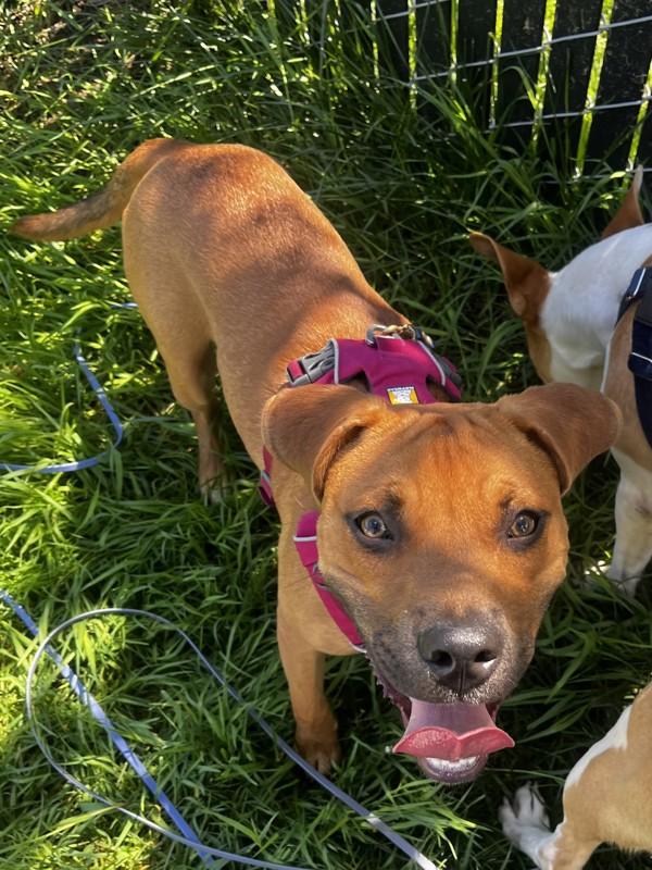 Moxie, Adoptable, Young Female Pit Bull Terrier & Labrador Retriever.