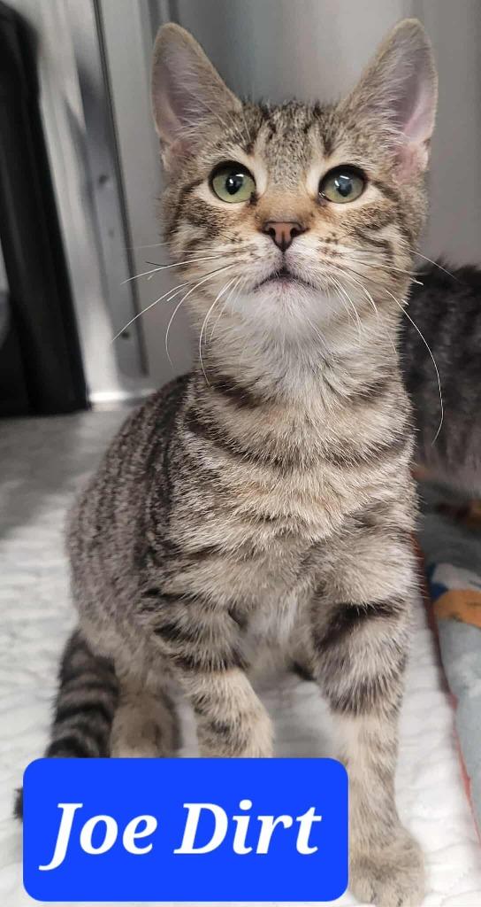 Joe Dirt, Adoptable, Kitten Male Domestic Short Hair.