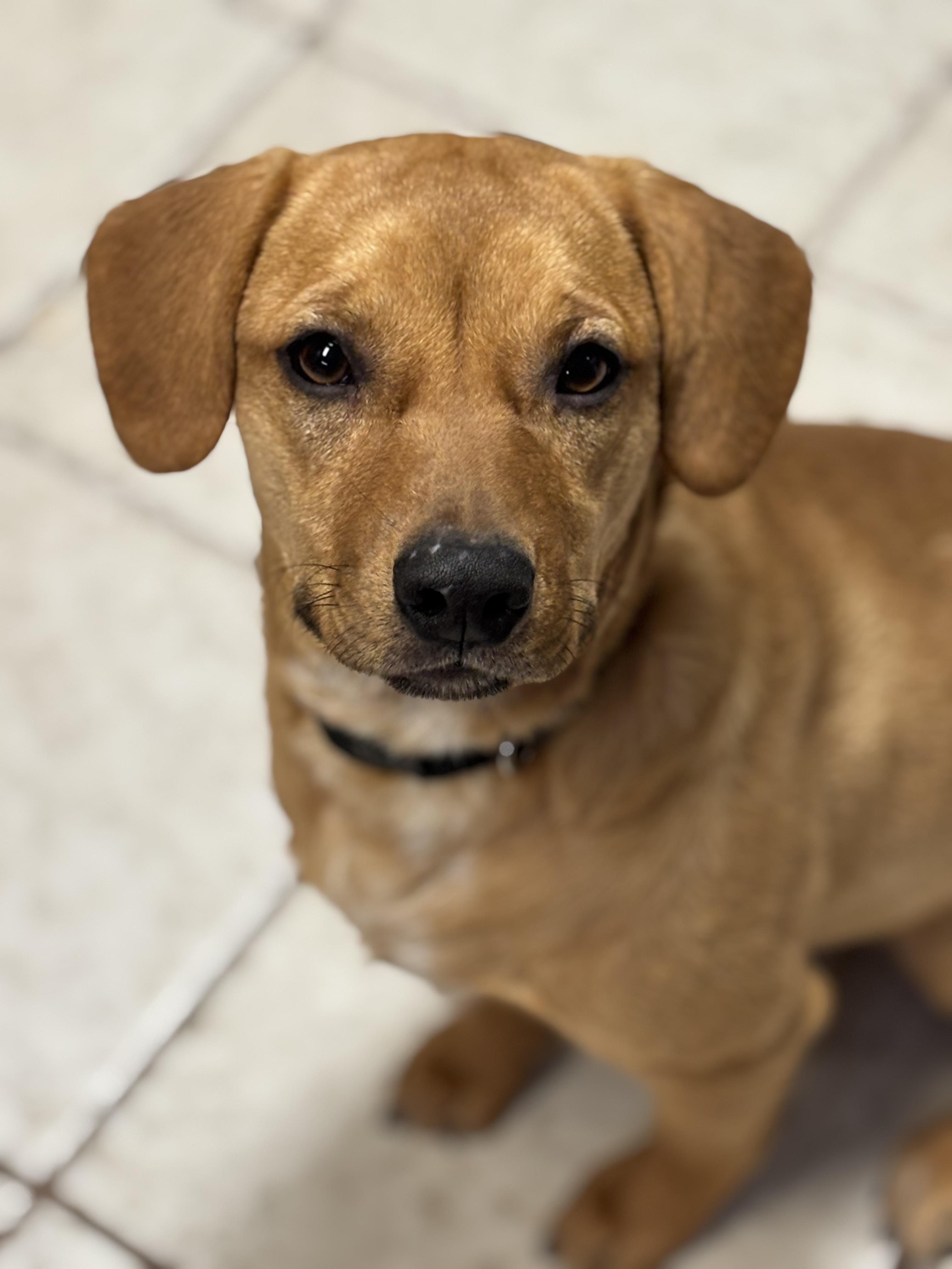 Agnes, Young Female Dachshund