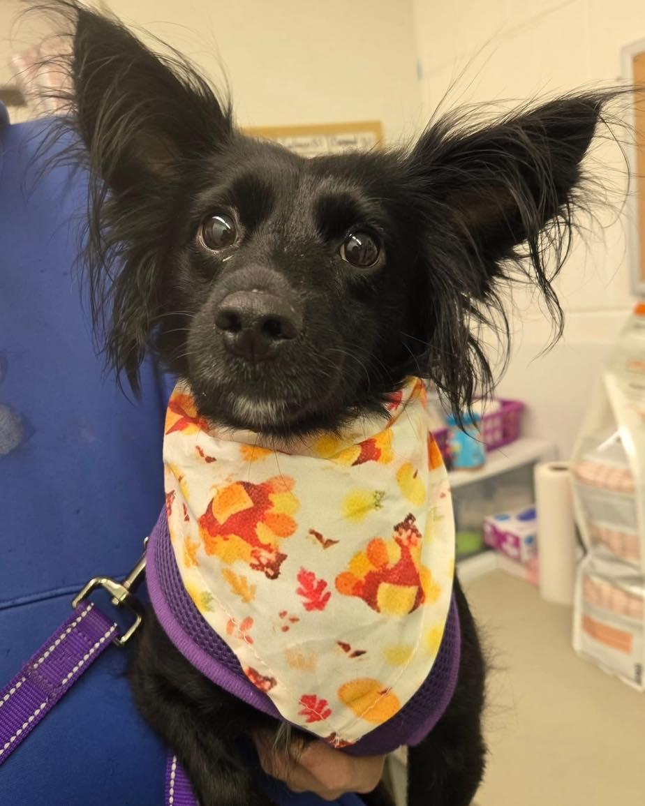 Tori, ADOPTABLE, Adult Female Papillon.
