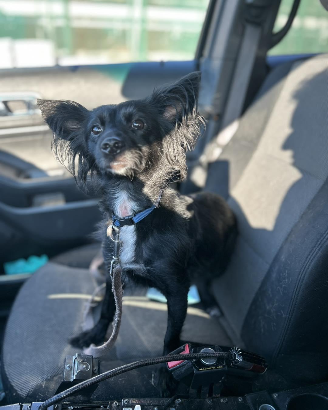 Tori, a ADOPTABLE Papillon in Bloomfield, NJ image 1/2